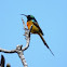 Orange-breasted Sunbird