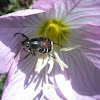Hairy Flower Chafer Beetle