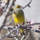 Citril Finch; Verdecillo Serrano