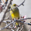 Citril Finch; Verdecillo Serrano