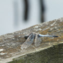 Black-Tailed skimmer