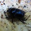 earth-boring dung/scarab beetles