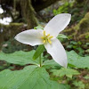 Western Wake Robin