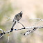 Phainopepla (Female)