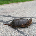 Snapping turtle