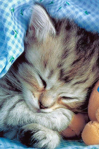 Sleeping Cat Wallpapers