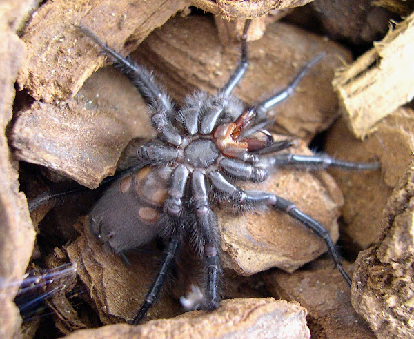 Funnel Web Spider | Project Noah