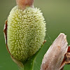 Canna Lily fruit