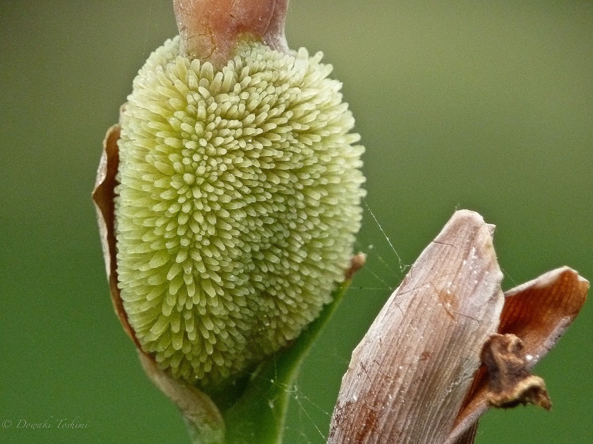 Canna Lily fruit