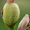 Canna Lily fruit