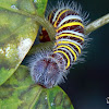 Blue Flasher caterpillar