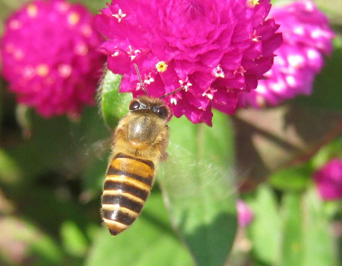 Common Honeybee
