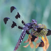 Common Whitetail    female