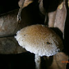 Psathyrella pennata?