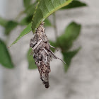 Bagworm Moth Caterpillar Larvae