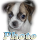 Photo Dog APK