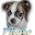 Photo Dog Download on Windows
