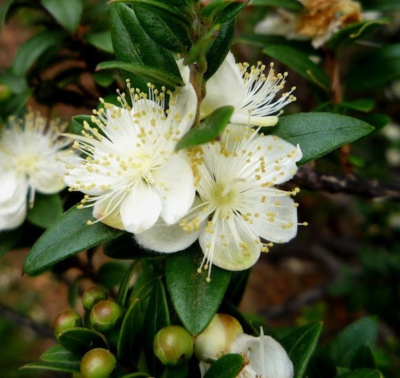 Mirto Arrayan O Murta Project Noah