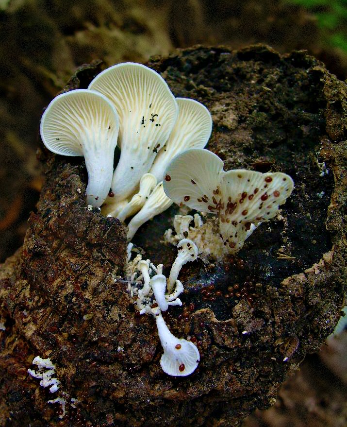 White Mushrooms