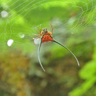 Long-horned spider