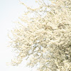 Blossemed tree