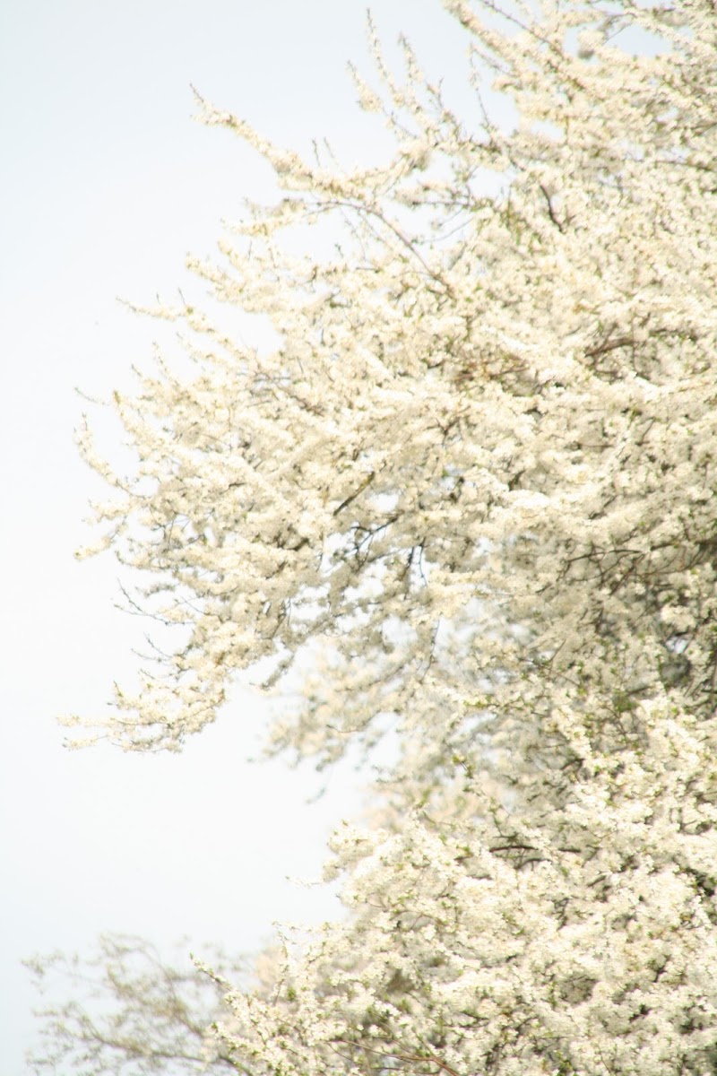 Blossemed tree