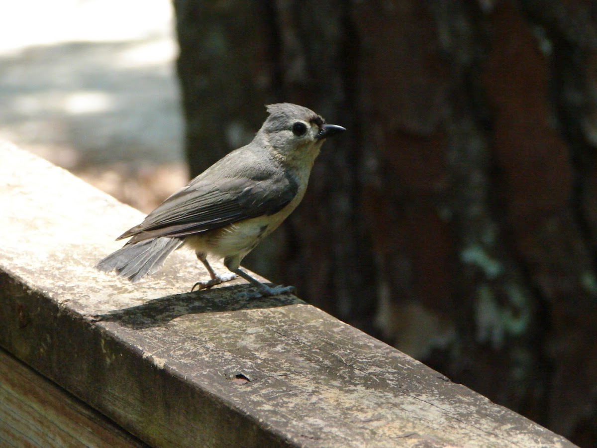 Tufed Titmouse