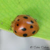 12 spotted Ladybug