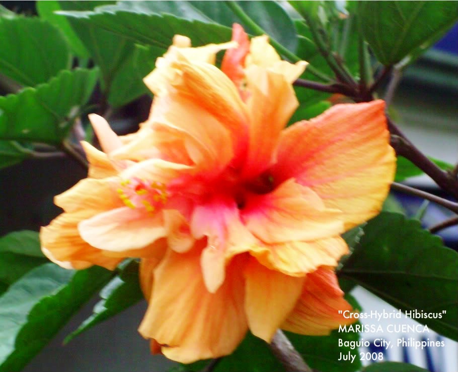 Hibiscus or Gumamela