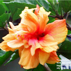 Hibiscus or Gumamela