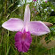 Bamboo orchid