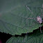 Eastern Harvestman