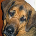 Dog: bloodhound/lab mix