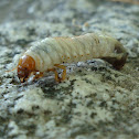 European chafer, Larvae 
