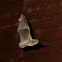 Common small bat