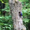 Ohio Blue bird