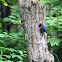 Ohio Blue bird