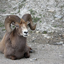 BigHorn Sheep (Male)