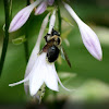 Carpenter Bee