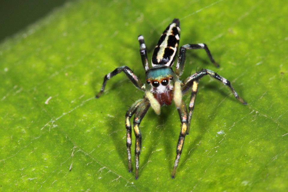 Jumping Spider