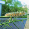Fall Webworm Moth Caterpillar