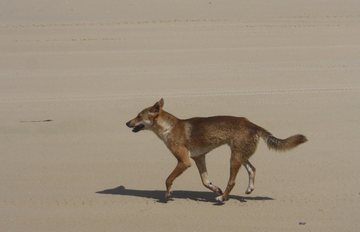 Dingo (male)