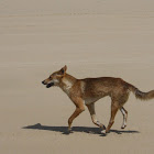 Dingo (male)