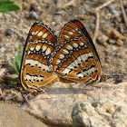 Joker butterfly (mating)