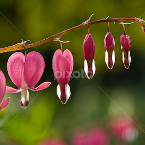 Bleeding Heart by Arnaldo Ronca - Flowers Flowers in the Wild