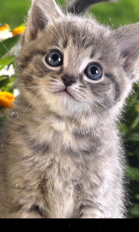 Pussycat Live Wallpaper - Android Apps on Google Play