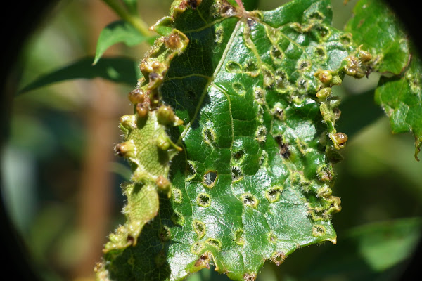Insect gall on grape leaf | Project Noah