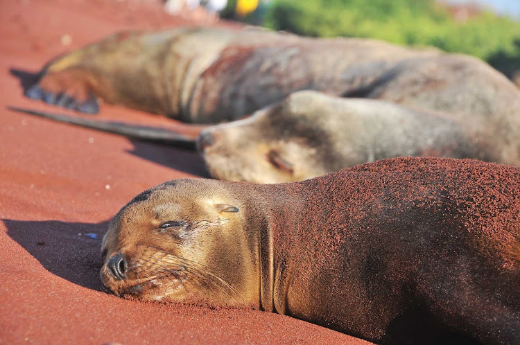 Lichen-covered sea lions kick back on Cerro Brujo, a coral beach in the Galapagos.