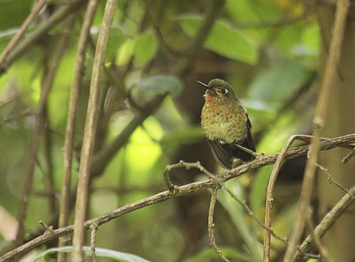 Tyrian metaltail