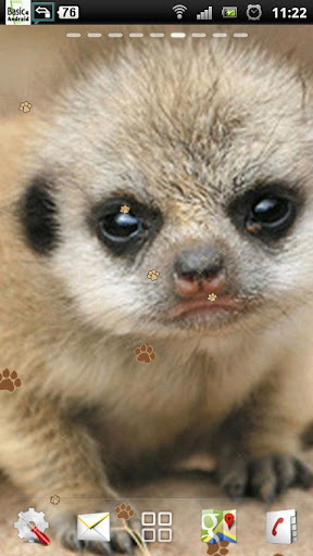 Baby Meerkat Live Wallpaper